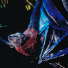 Lifesize Bat Model