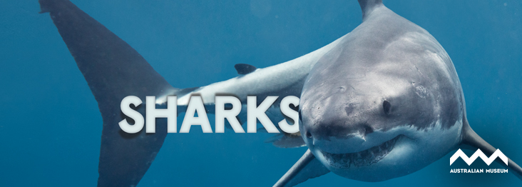 Evergreen Exhibitions | Sharks - Evergreen Exhibitions