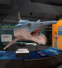 sharks exhibit