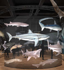 sharks exhibit